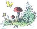 гриб в лесу бабочка