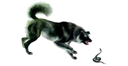 Гадюка и пес собака