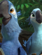 Два попугая, Сказка