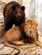 Лев и медведь, Басня