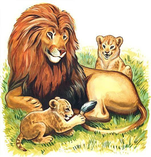 лев и львята