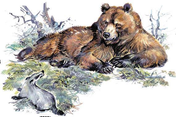 медведь и барсук