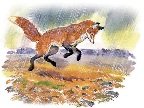 лиса ловит полевок под дождем
