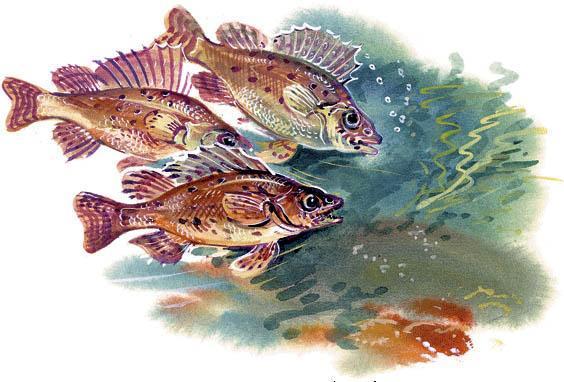 ерши - рыбы под водой