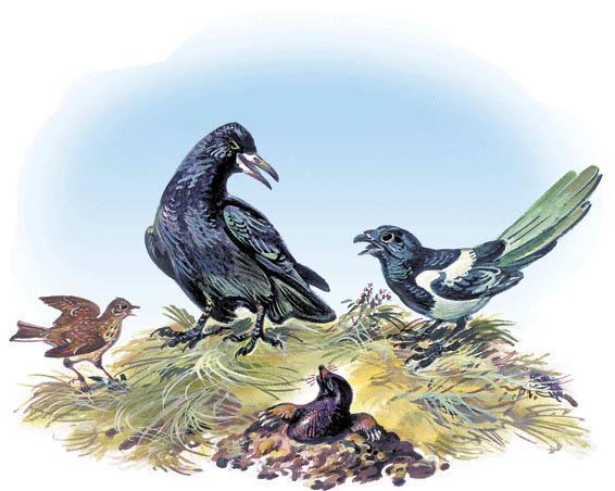 птицы ворона и сорока и крот