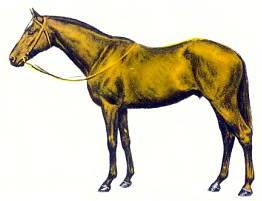 Рысак Мэн-О-Вор принадлежит к самым знаменитым скаковым лошадям, победы которых принесли их владельцам целые состояния.
