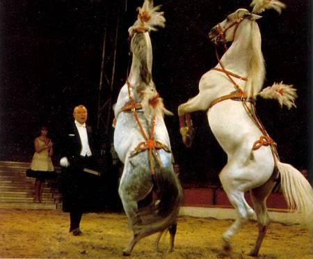 Номер с дрессированными лошадьми обычно бывает гвоздем каждого циркового представления.