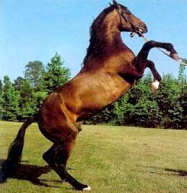 Лошадь ганноверской породы.