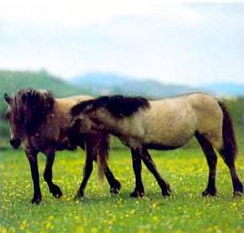 Коннемара-пони относятся к числу самых любимых детьми, да и взрослыми, лошадок.