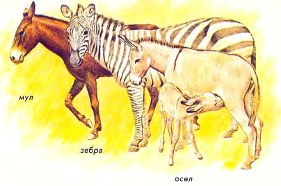 Осел и зебра относятся к семейству лошадиных. Если их случать, они могут давать потомство. Мул происходит от осла и кобылы.