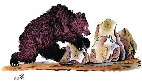 медведь ворочает камни