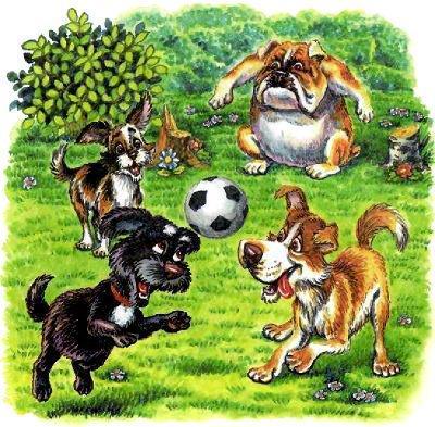 собачки играют в футбол