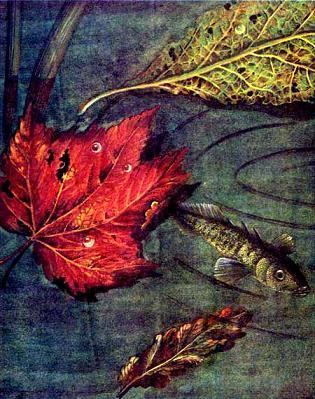 осенний лист на воде рыба