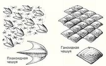 Тело большинства рыб покрыто чешуей