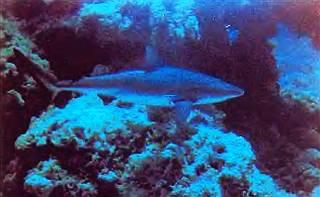Синяя акула достигает в длину 6,5 м.