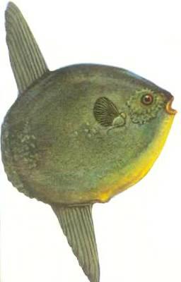 Луна-рыба обитает во всех морях и достигает в длину 3 м. Самка луны-рыбы самая плодовитая: она откладывает до 300 млн. икринок.