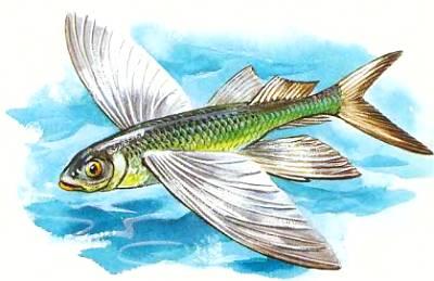 Летучие рыбы выскакивают из воды с помощью хвостового плавника, а потом могут планировать, пролетая до 200 м над морем.