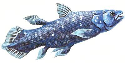 Полутораметровую кистеперую рыбу латимерию ученые в шутку называют живым ископаемым