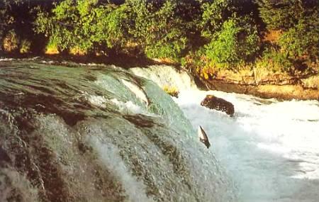 Преодолевая небольшие водопады, лососи могут совершать прыжки длиной 5 м и высотой 3 м. На пути к нерестилищу они проплывают за сутки 45 км.