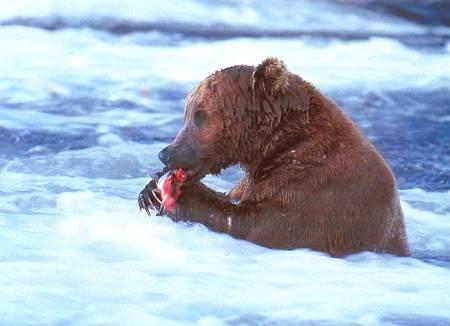 Когда североамериканские лососи идут на нерест, по берегам рек, а то и прямо в воде их поджидают бурые медведи гризли. Один гризли может за сутки съесть 30 рыбин.
