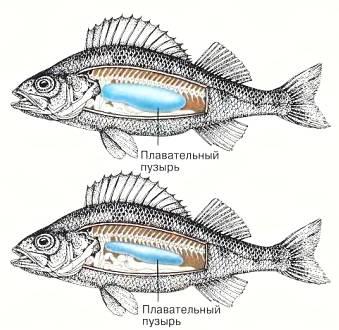 При наполненном газами (вверху) или опорожненном (внизу) плавательном пузыре меняются его объем и сила тяжести, действующая на рыбу в воде